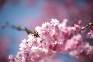 sakura2008-1.jpg