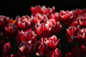 tulip2008-02.jpg