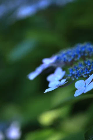 Hakkeijima - 11