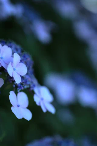 Hakkeijima - 17