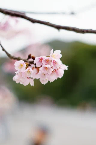 Kamakura - 3