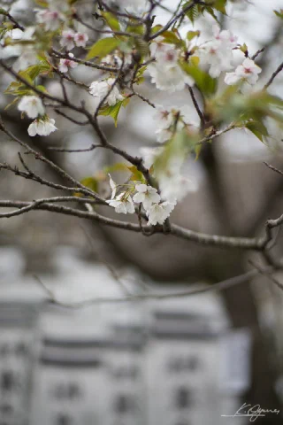 Kamakura - 17