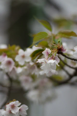 Kamakura - 18