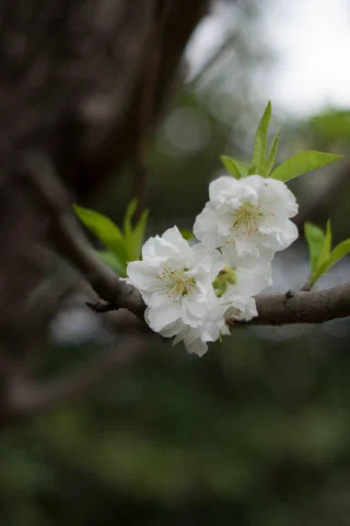 Kamakura - 39