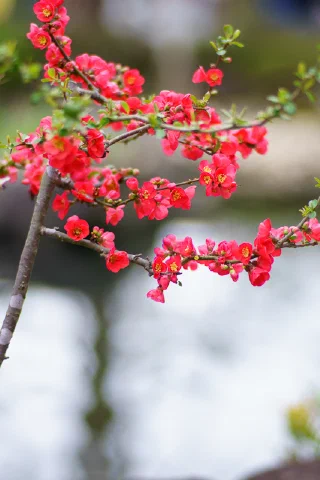 Kamakura - 50