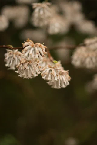 Kitakamakura - 21