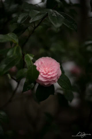Kitakamakura - 30