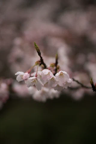 Kitakamakura - 33