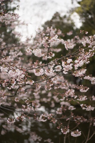 Kitakamakura - 34