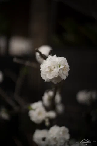 Kitakamakura - 36