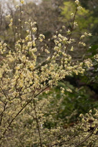 Kitakamakura - 40