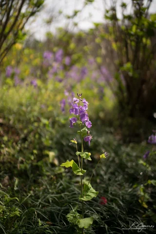 Kitakamakura - 43