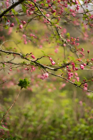 Kitakamakura - 45