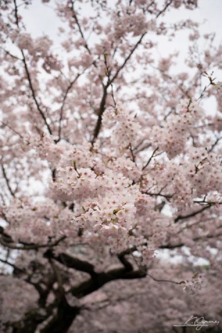 Kitakamakura - 54