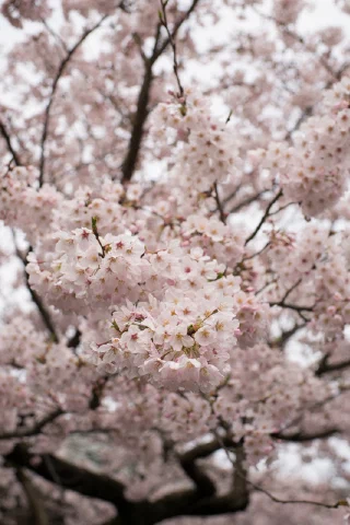 Kitakamakura - 56