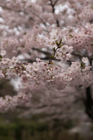 Kitakamakura - 59