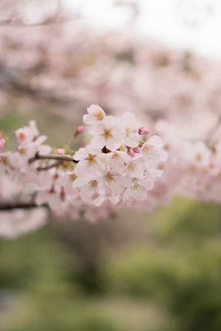 Kitakamakura - 61