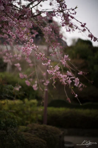 Kitakamakura - 66