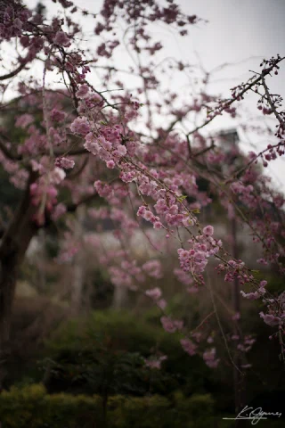 Kitakamakura - 67