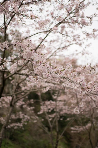 Kitakamakura - 70