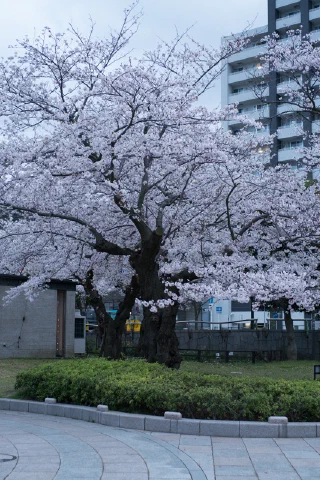 Kitakamakura - 85
