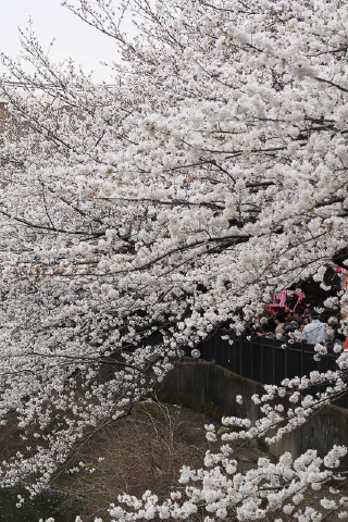 Ooka River - 3