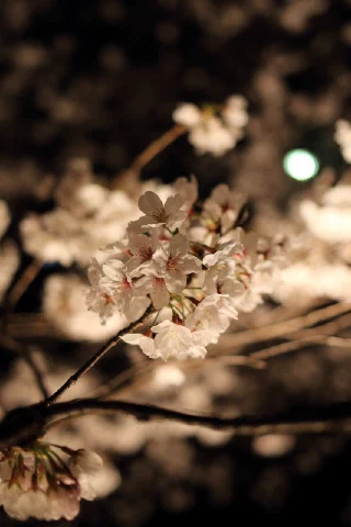 Ooka River - 12