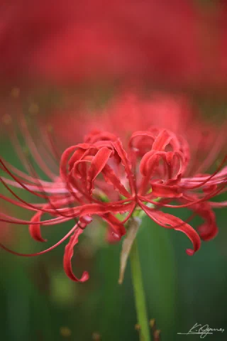 Showakinen Park - 3