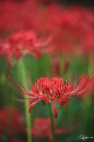 Showakinen Park - 4