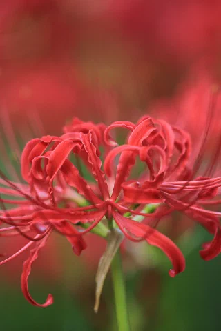 Showakinen Park - 5