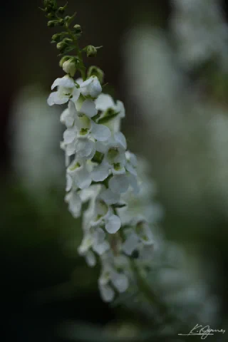 Showakinen Park - 6