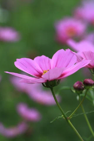 Showakinen Park - 7