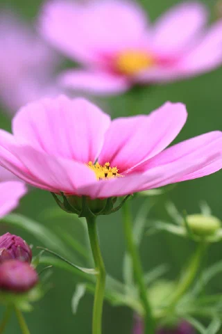Showakinen Park - 8