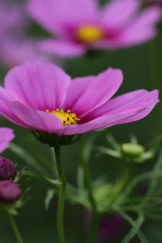 Showakinen Park - 9