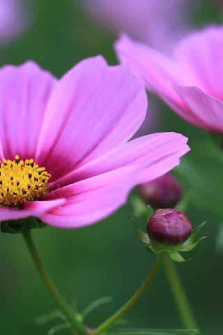 Showakinen Park - 10