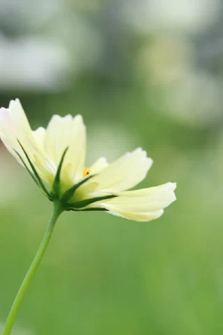 Showakinen Park - 12