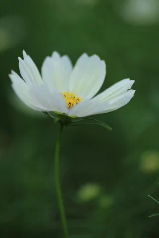 Showakinen Park - 13