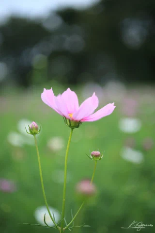 Showakinen Park - 14