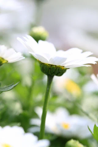 Yokohama Park - 8