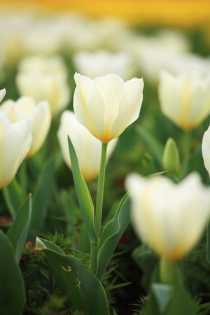 white\_tulips\_1.jpg