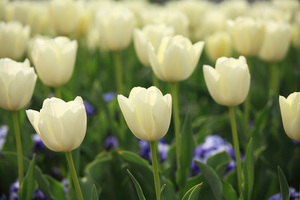 white\_tulips\_2.jpg